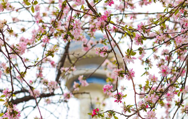 Başkentin parklarında ilkbahar renkleri