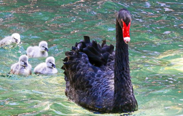 Kuğulu Park ailesi büyümeye devam ediyor