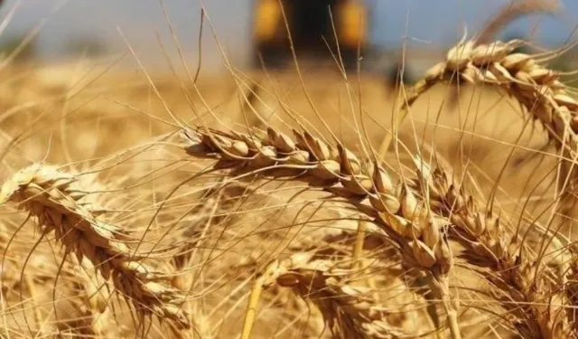 TMO’nun hububat alım-satım fiyatları belli oldu