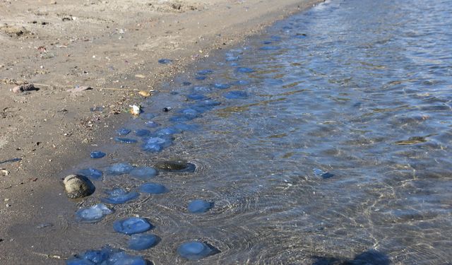 Foça'da denizanası istilası kasım ayında da devam ediyor