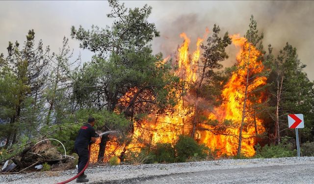 Bu yıl orman yangınlarının yüzde 80'i ihmal, dikkatsizlik ve kaza sonucu çıktı