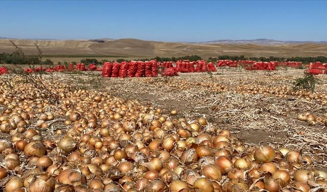 Kırşehir'de soğan ekim alanlarının artması planlanıyor