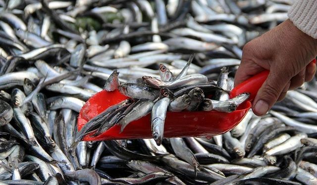 Ekonomik balık türleri ısınma nedeniyle Marmara'da daha kısa kalıyor