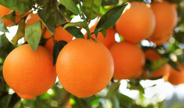 Ege Bölgesinde narenciye yüzde 34 düştü