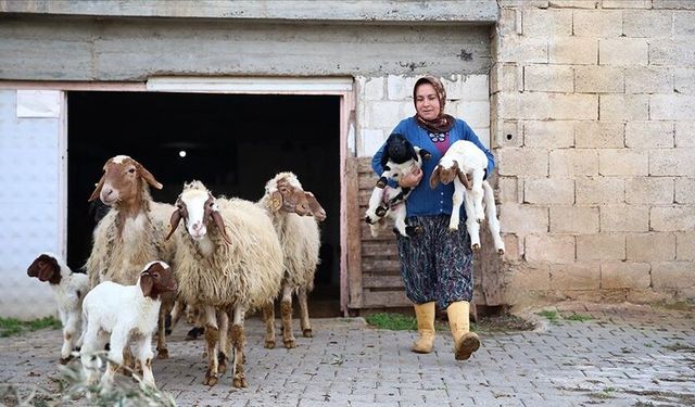 Kadın besici 3 yılda hayvan sayısını 17'den 91'e çıkardı