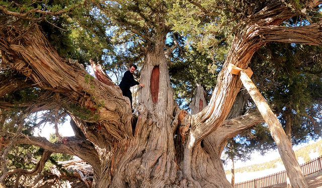 Ankara’da 450’ye yakın ‘anıtsal ağaç’ var