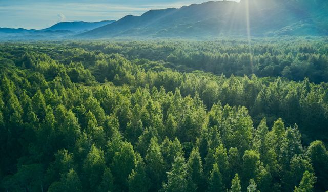 Her yıl 10 milyon hektar orman alanı kaybediliyor