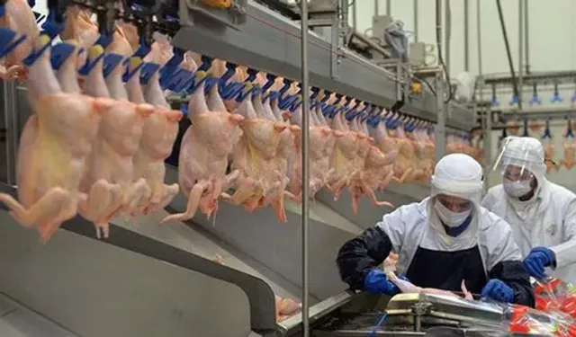 Kanatlı eti ihracatına sınırlama