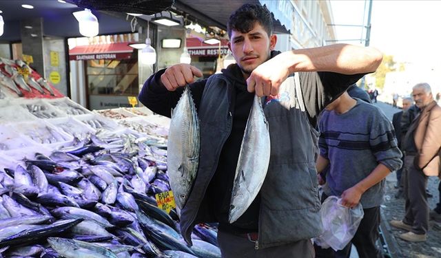 Karadeniz'de yağlanan ve büyüyen palamut yüz güldürdü