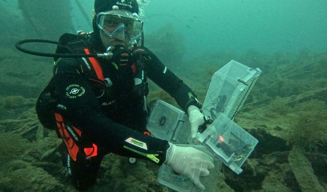 Çanakkale'de tarihi batığa 400 ıstakoz yavrusu salındı