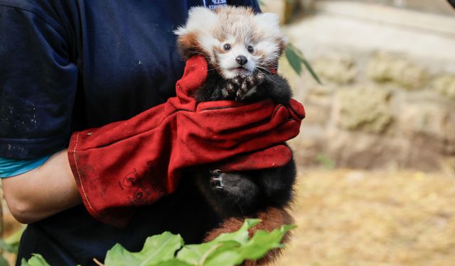 İskoçya’da havai fişek sesinden korkan ‘kırmızı panda’ yavrusu hayatını kaybetti