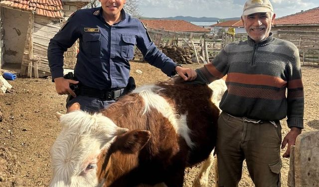 Kırşehir'de kaybolan büyükbaş hayvan jandarma tarafından bulundu