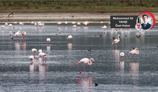 Başkentin renkli misafirleri: Flamingolar
