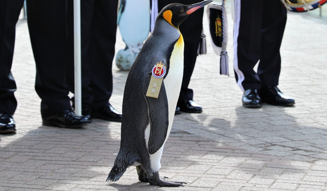 Guinness'ten dünyanın 'en yüksek rütbeli pengueni Olav’a kutlama