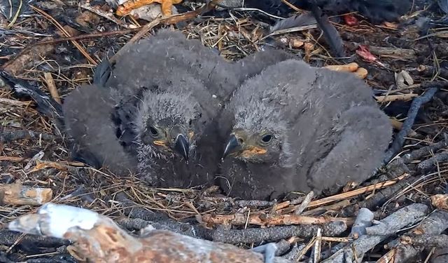 Güney California’daki kartal yavrularının isimleri açıklandı