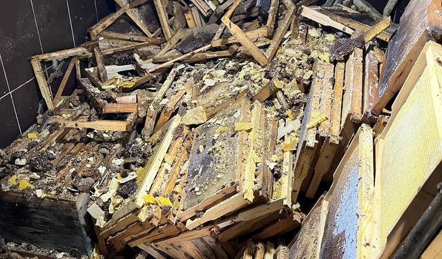 Rize’de kış uykusundan uyanan ayılar 30 eve zarar verdi