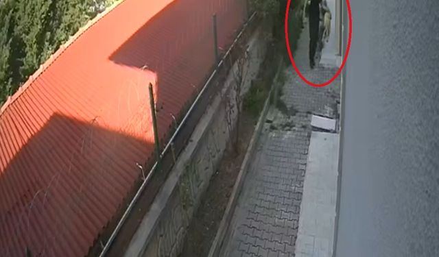 Sahiplendiği köpekleri evde parçalayıp, öldürdüğü iddia edilen doktor tutuklandı