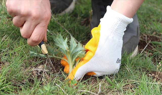 Diyarbakır'da "usta eller", doğadan topladıkları kenger ile ikramlık yemekler hazırlıyor