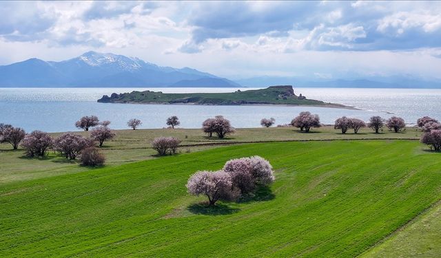 Çiçekli badem ağaçlarıyla renklenen Çarpanak Adası doğaseverleri cezbediyor