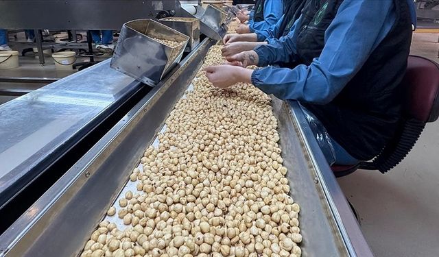 KFMİB Yönetim Kurulu Başkanı Sabır, Türkiye'nin fındık ihracatını değerlendirdi