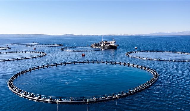 Karadeniz Bölgesi'nin su ürünleri ihracatı ilk çeyrekte 62 milyon doları aştı