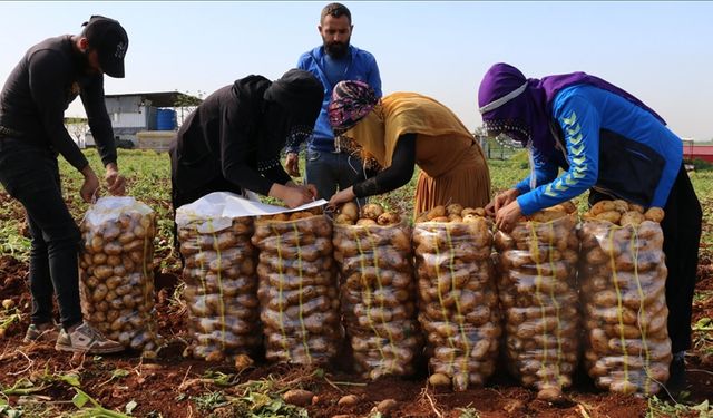 Adana'da turfanda patateste hasat mesaisi başladı