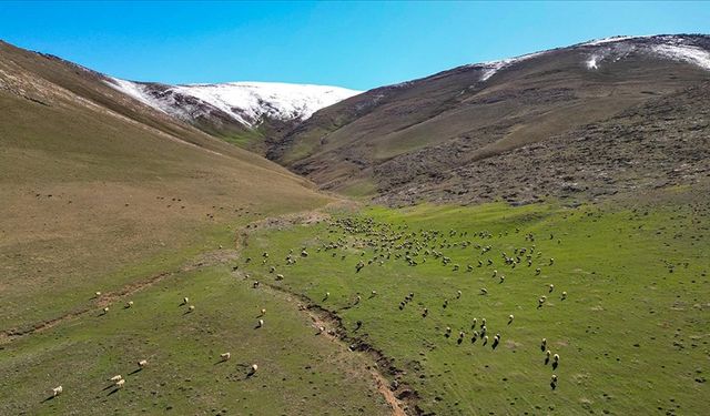 Beyaz örtünün kalktığı meralar, yeniden koyun ve kuzuları ağırlıyor
