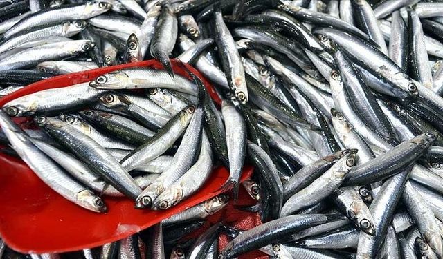 Türkiye'nin 3 aylık hamsi ihracatı 3,1 milyon doları aştı