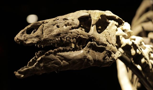 İskoçya'nın Skye Adası'ndaki etçil ve otçul dinozorların aynı su kaynaklarını kullandığı keşfedildi
