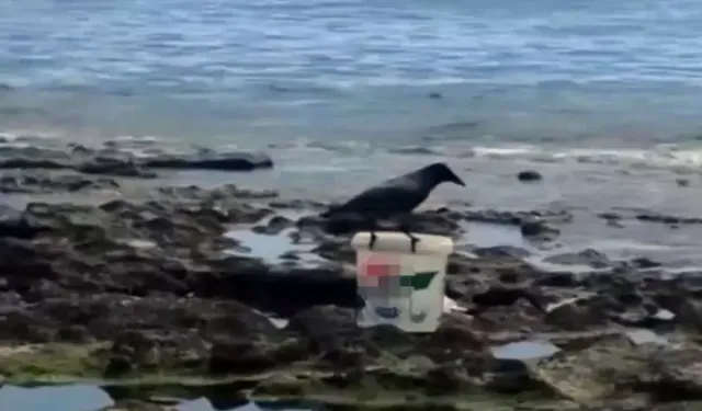 Karga kovadaki balığı alıp kaçtı