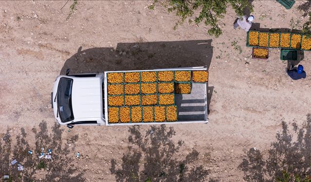 Tescilli Mut kayısısında hasat başladı