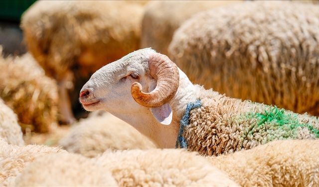 Türkiye'den kurban bağışları dünyada milyonlarca kişinin sofralarına ulaşacak