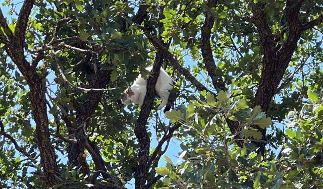 Ağaçta mahsur kalan kedi için vali devreye girdi; 18 saat sonra kurtarıldı