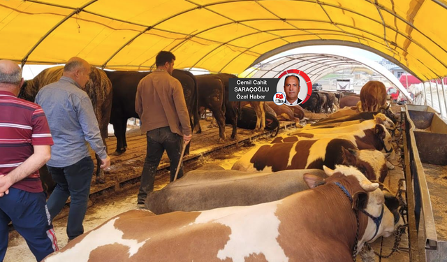 Kurbanlıklar’ Ankaralıları bekliyor