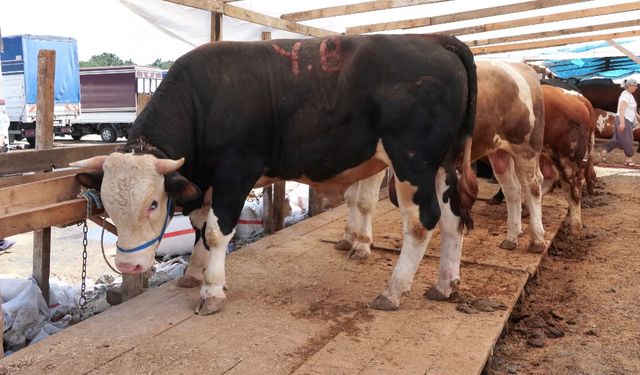 Kurban pazarlarında hareketlilik sürüyor