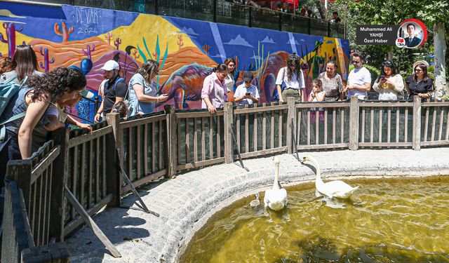 Yavru kuğu Parla’ya yoğun ilgi sürüyor