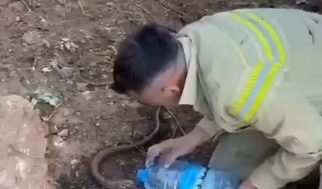 Orman personeli, yangından etkilenen oluklu kertenkeleyi su vererek serinletti