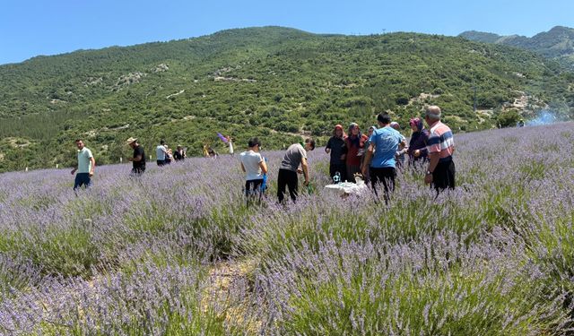 Osmaniye'de lavanta bahçesi ziyarete açıldı