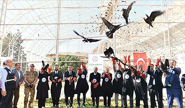 Şanlıurfa'da koruma altındaki 45 kelaynak göç etmeleri için doğaya bırakıldı