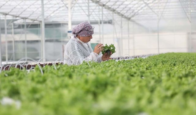 Bakan Yumaklı, Bafra ve Çaycuma Sera OTB'lerinde üretime başlandığını bildirdi