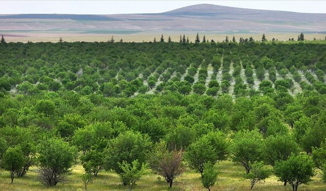 TİGEM'in badem ormanları erozyonla ve zararlılarla mücadele ediyor
