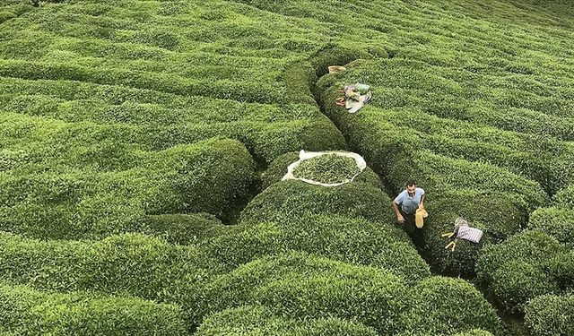 Rize'nin 5 aylık çay ihracatı 8,6 milyon doları aştı