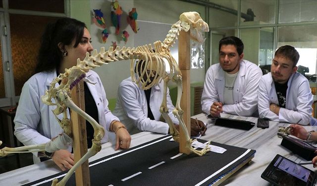 Hayvan kemiklerinden yapılan iskeletler yapay zekayla dijitale aktarılıyor
