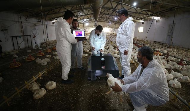 Tavuk çiftlikleri için geliştirilen "BroBot" kümes hastalıklarında erken teşhisi kolaylaştıracak