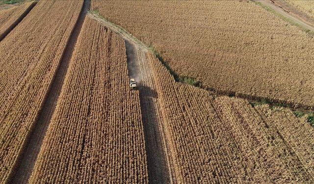 Rusya bu yıl asgari 135 milyon ton tahıl hasadı bekliyor