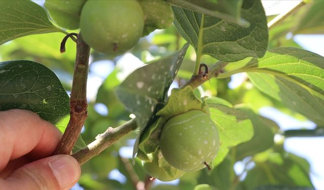 Siirt'te 4 yıl önce dikilen Trabzon hurması fidanları ilk meyvelerini verdi