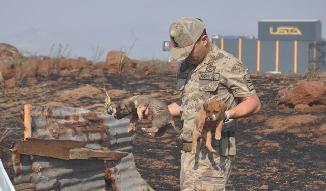 Yangında mahsur kalan yavru köpekleri jandarma kurtardı