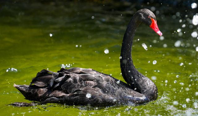 Sıcak havada Başkentliler park ve açık alanlara yöneldi