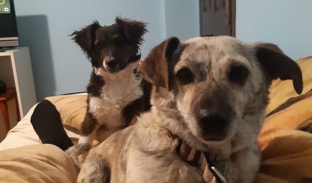 Sahipli köpeği öldüren sanığa 2,5 yıl hapis