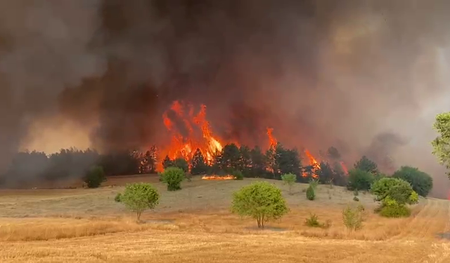 Yangınların yüzde 85’i insan eliyle çıktı